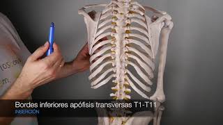 M INTERTRANSVERSOS TORÁCICOS