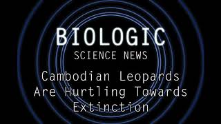 Science News - Cambodian Leopards Are Hurtling Towards Extinction