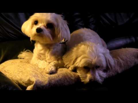 Les Bichons Maltais - Noël 2010 (partie 2). Les Bichons Maltais - Noël 2010 (partie 2).