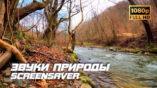 Живая Природа - Река | Осень | Звуки Природы | Звуки Реки | Шум Воды | Снатие Стресса | Заставка Тв