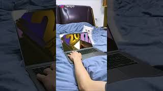20Th Century In Cat Eats Computer