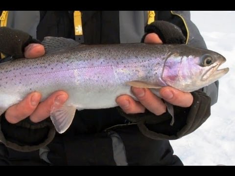 подводная ловля форели подводная ловля форели