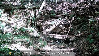 Two White Face Monkeys drinking water from river - Dos Monos Tomando Agua de un pozo