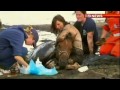 quicksand mud