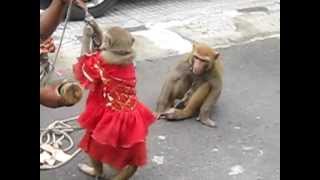 Monkey Dance India Monkey Dance India
