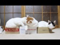 箱と猫　Box and cat　2015#11