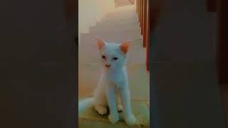 Heloo Gyz Am Back Meet My New Cat Jarmani Plz Gyz Like And Share
