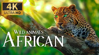Дикие Животные Африки 4K 🐾 Discovery Relaxation Wildlife Расслабляющая Фортепианная Музыка