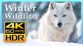 Красивые Зимние Животные В 4K Hdr 60Fps 🐺❄️  — Расслабляющая Музыка.