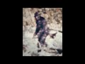 Patterson Bigfoot film clip deblurred and reverse oriented.