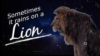 SOMETIMES IT RAINS ON A LION