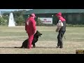Lutiy Zoterhund C-96 (judge E. Mannes) / Harkov 2009 CACIT
