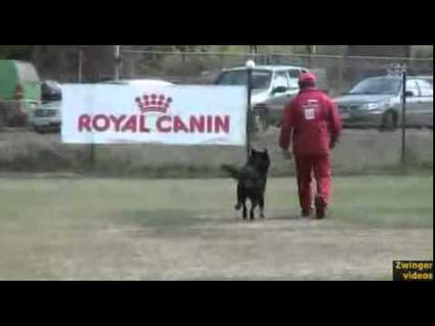 Lutiy Zoterhund C-96 (judge E. Mannes) / Harkov 2009 CACIT