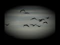 Hunting Dogs, Bird Dog and Gun Dogs - GundogsOnline.com