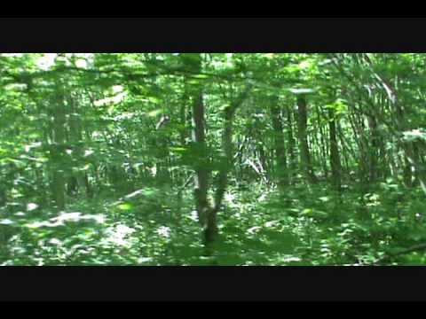 list of skinwalker sightings