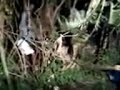 image Penangkapan Pocong Di Kampung Puskopkar Batu Aji Batam