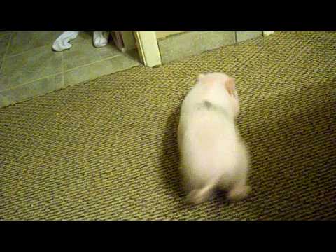 Piggy Playing like a dog