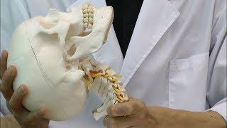 頭蓋，頚椎付，4分解モデル：動画