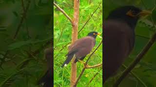 Indian Myna Bird Calling Sweetly