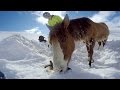 GoPro: Chilean Horse Rescue