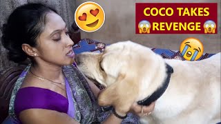 Coco Gone Crazy Coco Watches, As Mum Cuddles Other Doggos Coco Gets Jealous Watch Till The End