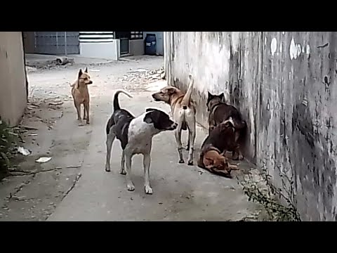 Mùa giao phối của chó, chó tháng bảy.