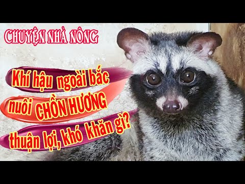 Khí hậu ngoài Bắc nuôi chồn hương phù hợp không? | Kỹ thuật nuôi chồn hương | Chuyện nhà nông