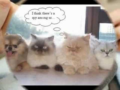 utube funny animal videos. Funny Animal Pictures
