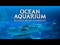 🦈 Ocean Aquarium | Underwater Ambience with Peaceful Music for Study, Sleep, and Relaxing