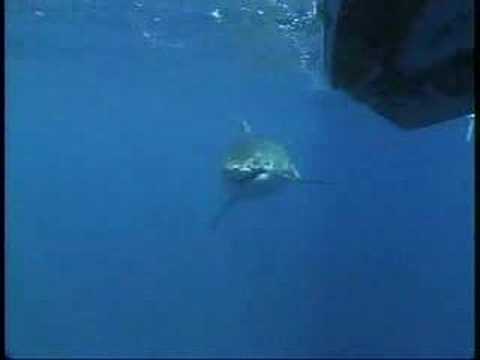 Great White Shark Hawaii
