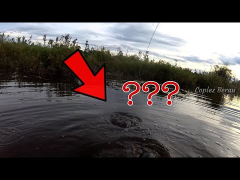 CASTING GABUS DISINI HARUS BERANI NEKAT || SNAKEHEAD || IKAN GABUS