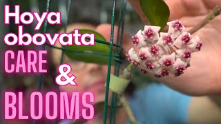 Hoya Obovata Blooms Hoya Spotlight