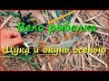 Теплый осенний денёк, окушарики и щурята. Теплый осенний денёк, окушарики и щурята.