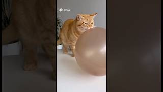 Cats Blows Up A Ballon