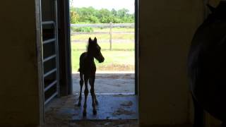 Healthy Colt Born To Emaciated Mare