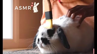 Asmr Put You Sleep With Gaby Scratching, Rabbit Eating Crunchy Vegetables