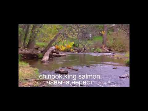 нерест чавычи,красная рыба,Spawning fish,chinook,king salmon,