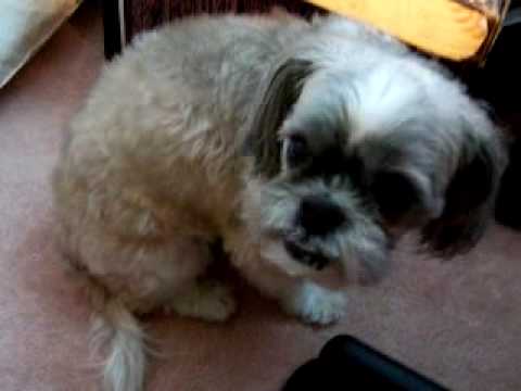 shih tzu shivering shivering scared shih tzu kookoo 膽小抖抖狗kookoo shih tzu shivering shivering scared shih tzu kookoo 膽小抖抖狗kookoo