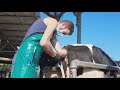 Watch how artificial insemination is done in cows