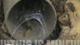 Holothele Incei Feeding 02