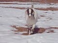 Zonker the goat runs home