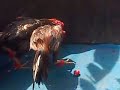 image Ayam Laga Si Vixen Abar Gembira