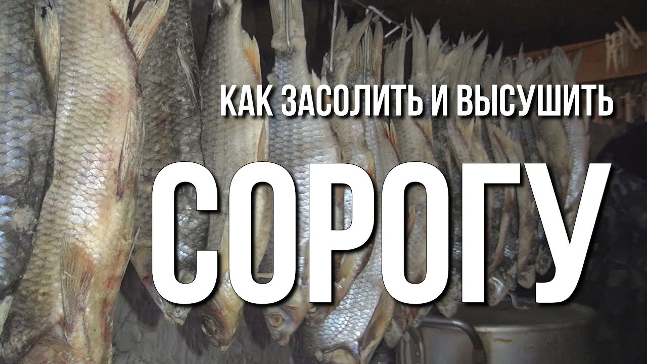 Как вялить сорогу в домашних условиях рецепт Как вялить сорогу в домашних условиях рецепт