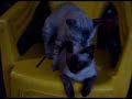 GATO GAY(FROYDE)