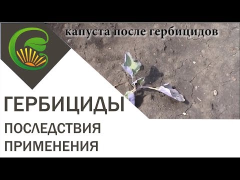 Огород как бороться с пыреем Огород как бороться с пыреем