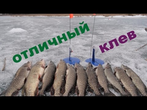 ловля щуки в начале марта на жерлицы ловля щуки в начале марта на жерлицы