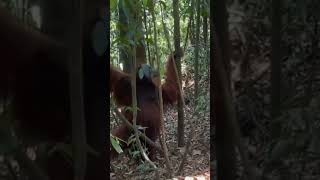 Male Orangutan In Wild.