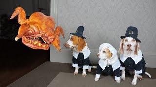 Pilgrim Dogs vs. Turkey Monster Prank! Funny Dogs Maymo, Potpie & Penny