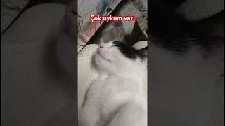 Uyuyan Kedi