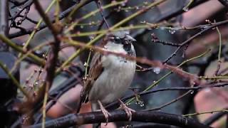 A Lonely Sparrow In The Rain 14-Bit Magic Lantern Raw 4K
